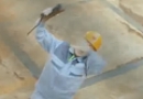 ũ 